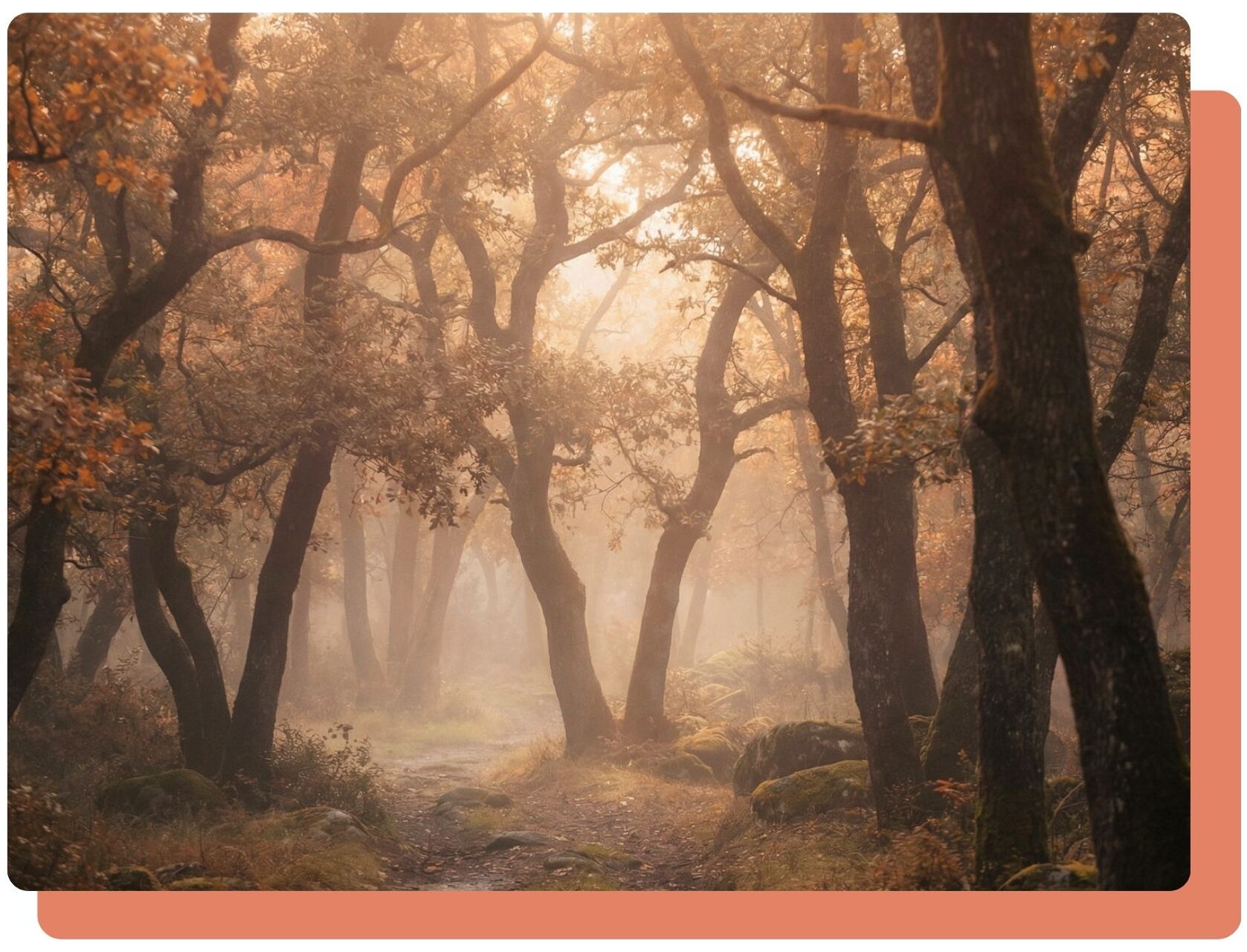 bosco con alberi e luce filtrata tra le foglie in un’atmosfera nebbiosa - medipthazione